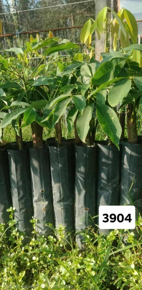 ต้นกล้ายางพาราสายพันธุ์  3904  | สวนกิตรุ่งเรือง - ฉวาง นครศรีธรรมราช