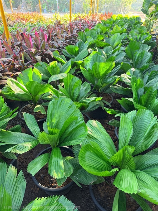 ต้นปาล์มพัดจีบ  | สวน ภ.ภูมิยาพันธุ์ไม้ - เมืองปราจีนบุรี ปราจีนบุรี