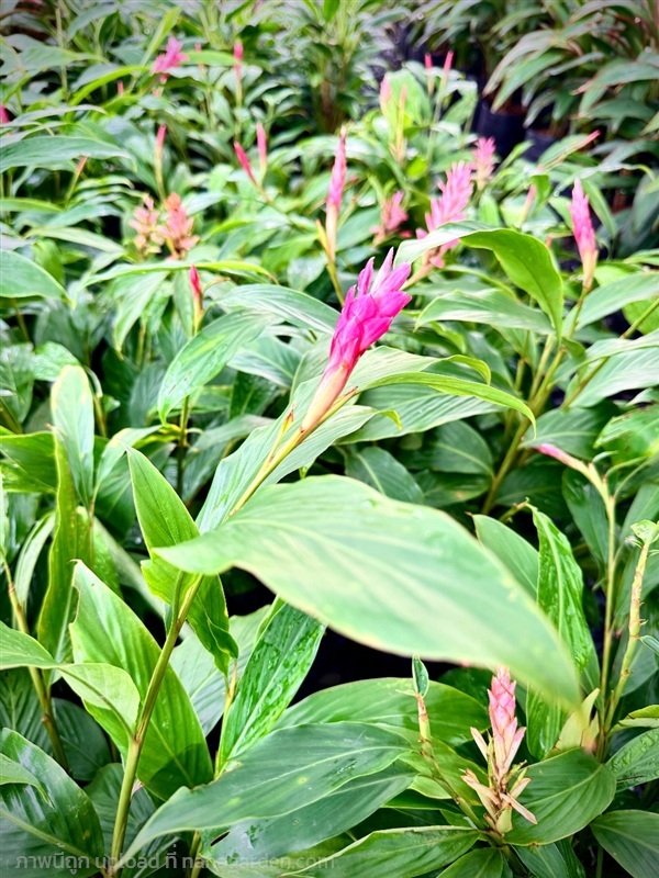 ต้นขิงดอกชมพู | สวน ภ.ภูมิยาพันธุ์ไม้ - เมืองปราจีนบุรี ปราจีนบุรี