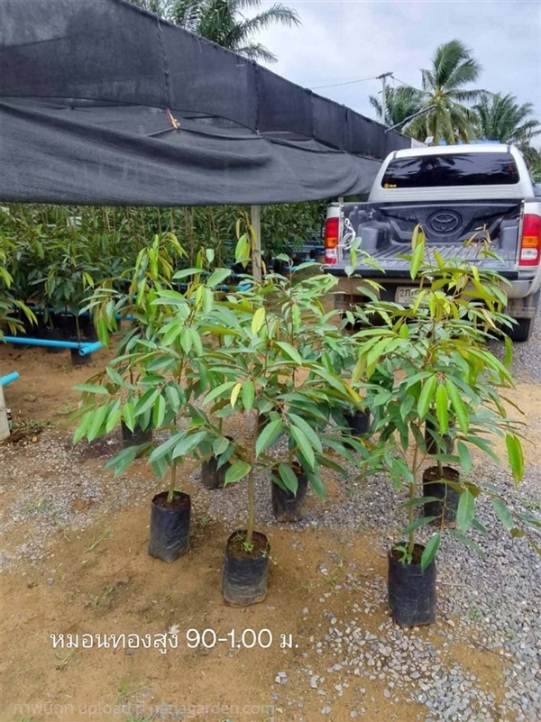 ต้นทุเรียนหมอนทอง  | สวนกิตรุ่งเรือง - ฉวาง นครศรีธรรมราช