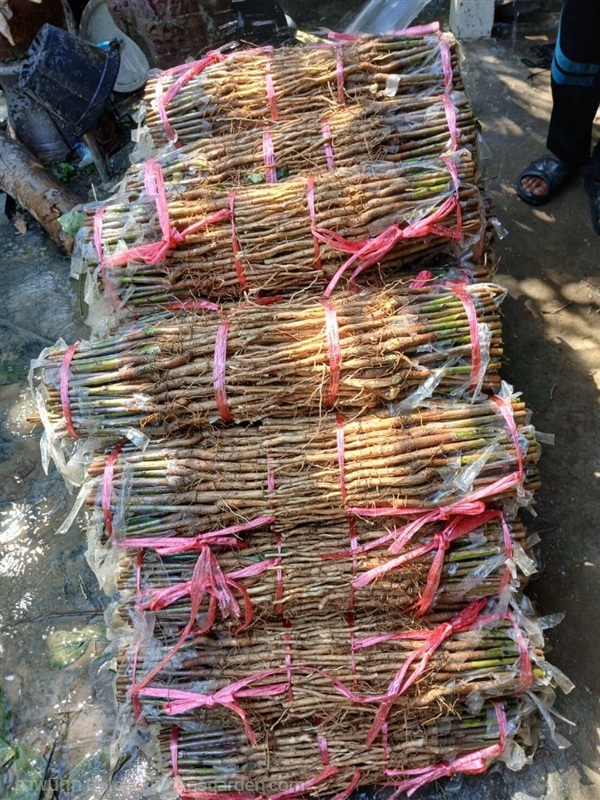 ยางตาเขียวสายพันธุ์ 3904 | สวนกิตรุ่งเรือง - ฉวาง นครศรีธรรมราช