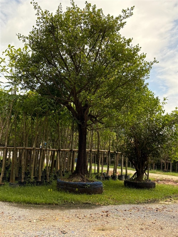 ต้นมั่งมี | สวนป้าควรพันธ์ไม้ -  สระบุรี