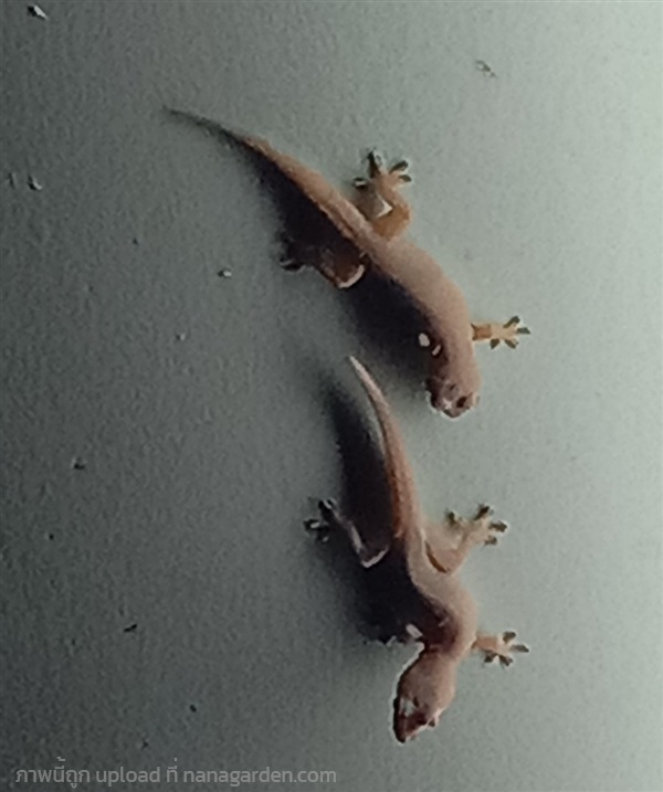 จิ้งจก | สวนยายเกด - พระนครศรีอยุธยา พระนครศรีอยุธยา