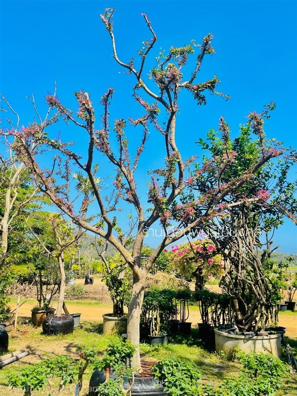 ต้นมะขามเทศด่าง | เดือนพันธุ์ไม้มงคล - บางใหญ่ นนทบุรี