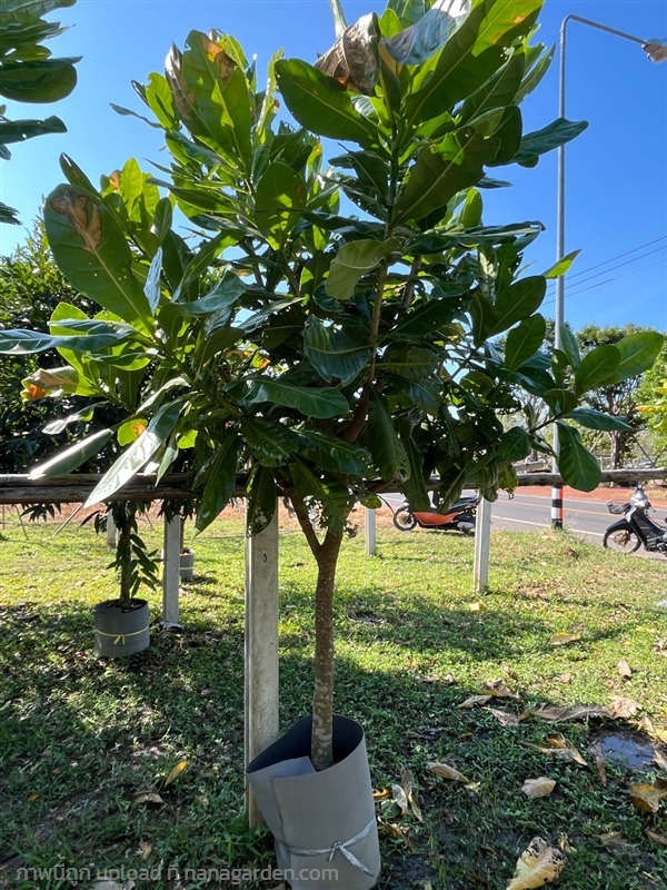 ต้นจิกทะเล | ณัฐพลพันธุ์ไม้ -  ปราจีนบุรี