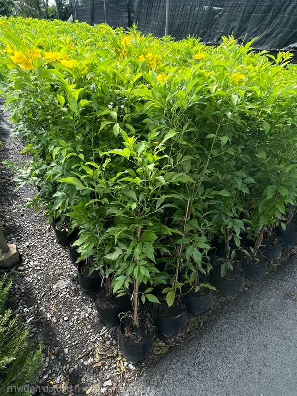 ต้นทองอุไร | สวนพร้อมพันธุ์ไม้ -  ปราจีนบุรี