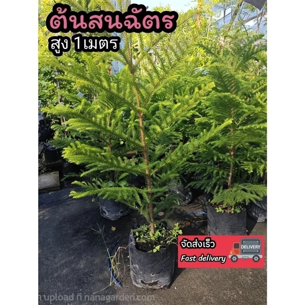 ต้นสนฉัตร สูง 1 เมตร | ลิตเติ้ลพาร์ค Little Park - บางกรวย นนทบุรี