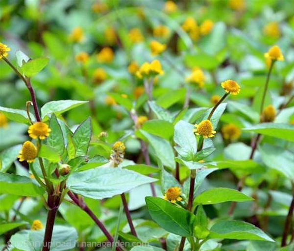 ต้นกล้า ผักเผ็ด ต้นกล้าละ 10บาท ซื้อ10แถม2กล้า    | เจซีฟาร์ม - เวียงชัย เชียงราย