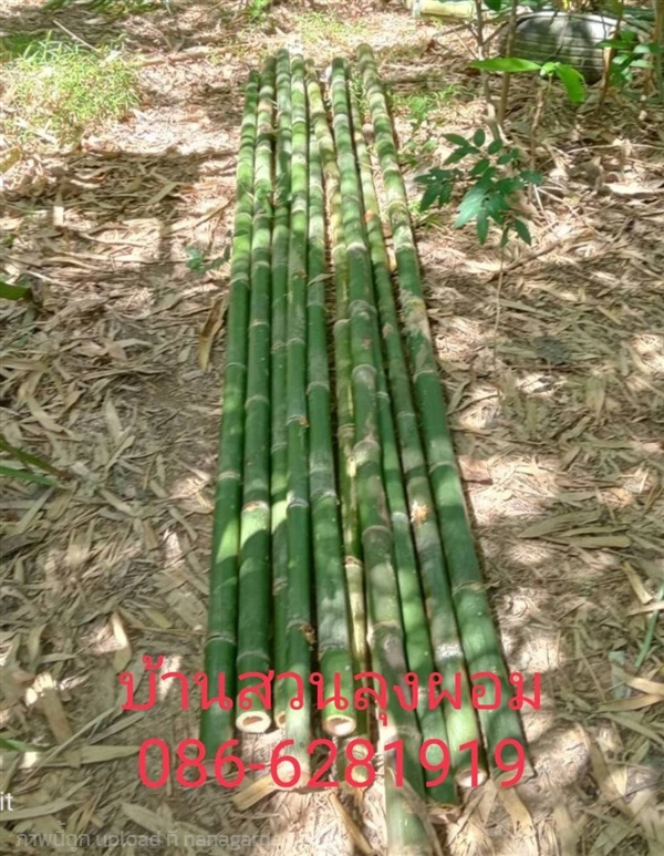 ลำไม้ไผ่ (ไผ่เลี้ยง) | บ้านสวนลุงผอม - ประจันตคาม ปราจีนบุรี