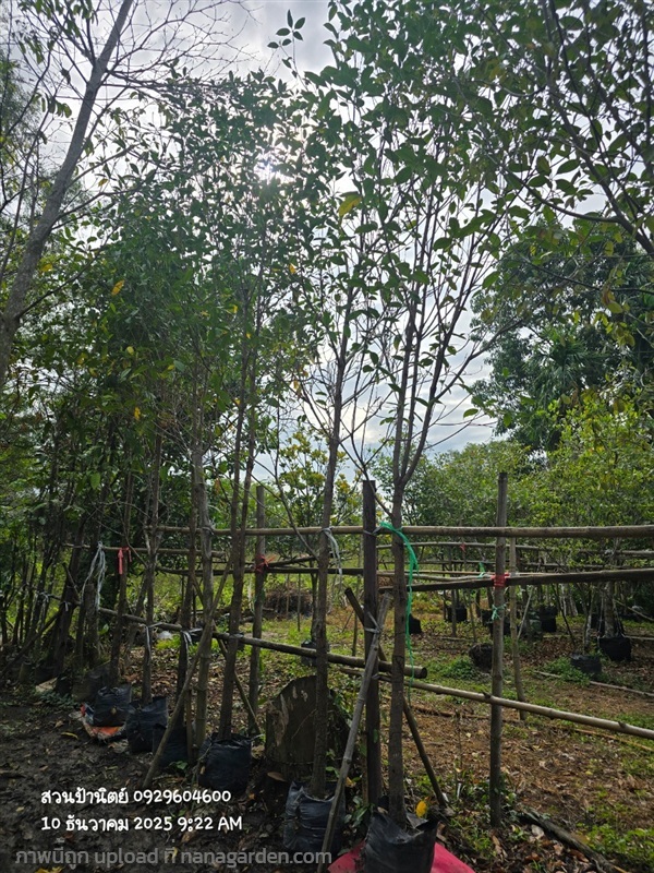 กันเกรา2" | สวนป้านิตย์ ปราจีนบุรี - เมืองปราจีนบุรี ปราจีนบุรี