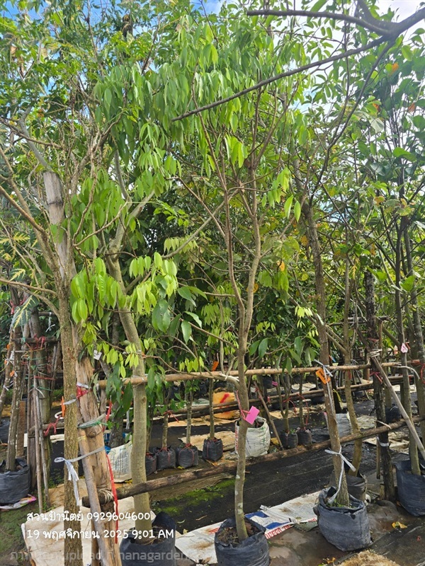 ลิ้นจี่ | สวนป้านิตย์ ปราจีนบุรี - เมืองปราจีนบุรี ปราจีนบุรี