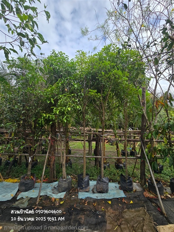 พิกุล2" | สวนป้านิตย์ ปราจีนบุรี - เมืองปราจีนบุรี ปราจีนบุรี