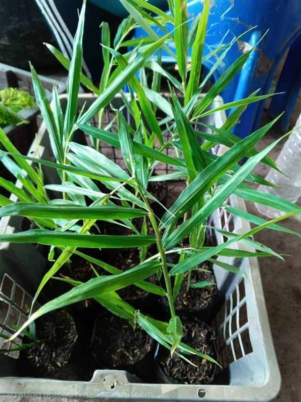 ต้นพันธุ์ ขิง ขิงเมืองทางเหนือ ถุงดำ 39บาท ขิง  | เจซีฟาร์ม - เวียงชัย เชียงราย