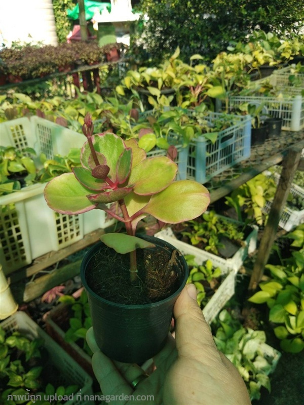 ต้นพันธุ์ กุหลาบหิน ถุงดำพร้อมปลูก 29บาท เสริมดวง  | เจซีฟาร์ม - เวียงชัย เชียงราย