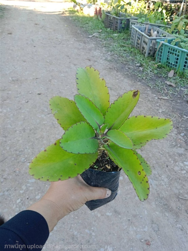 ต้นพันธุ์  คว่ำตายหงายเป็น ถุงดำพร้อมปลูก 29 บาท   | เจซีฟาร์ม - เวียงชัย เชียงราย