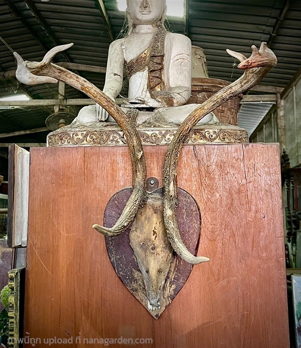 เขาละมั่ง เขาละมั่งเก่า เขาละมั่งแขวนผนัง | ร้านวังโบราณ - บางบัวทอง นนทบุรี