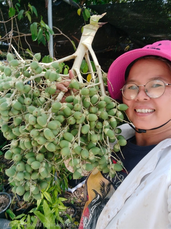 ปาล์มเยอรมัน หมากนวล ขายผลดิบ | เมล็ดพันธุ์ดี เกษตรวิถีไทย - เมืองระยอง ระยอง