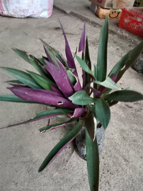 ต้นพันธุ์ ว่านกาบหอย ถุงดำพร้อมปลูก 29บาท กาบหอย  | เจซีฟาร์ม - เวียงชัย เชียงราย