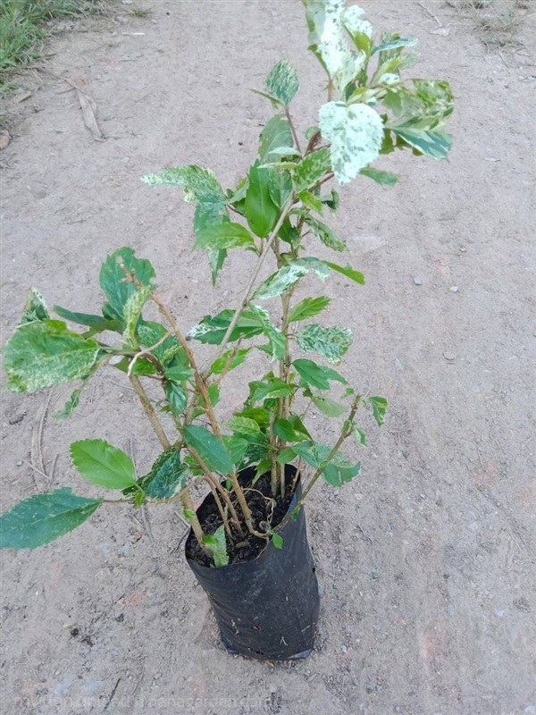 ต้นพันธุ์ ชบาด่าง ดอกแดง ถุงดำพร้อมปลูก 29บาท  | เจซีฟาร์ม - เวียงชัย เชียงราย