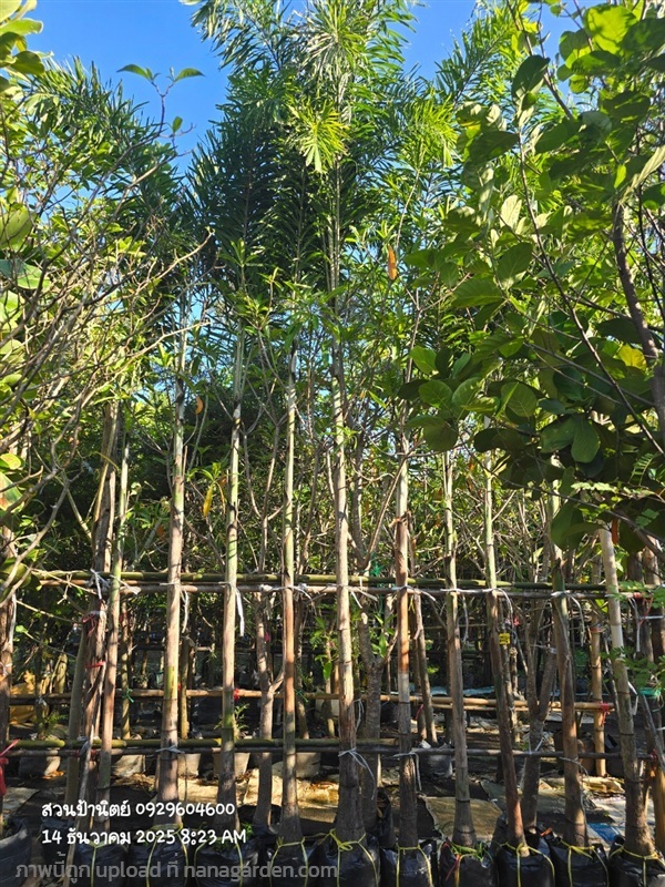 ฟอกเทล คอวี2เมตร ราคาแค่ที่ร้าน | สวนป้านิตย์ ปราจีนบุรี - เมืองปราจีนบุรี ปราจีนบุรี