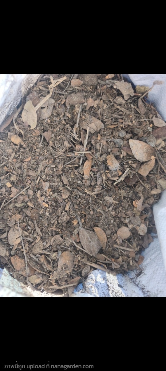 ดินใบก้ามปู | พิชญา ว่าน- สมุนไพร - คลองสามวา กรุงเทพมหานคร