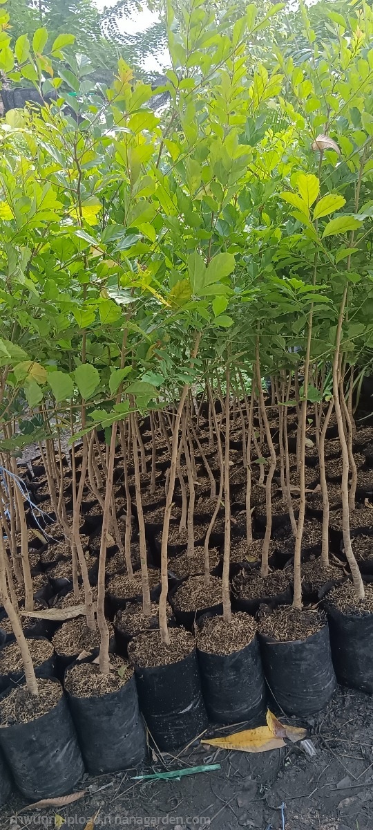 ต้นกล้าแคนา | สมบูรณ์จัดหาพันธ์ไม้ - หนองเสือ ปทุมธานี