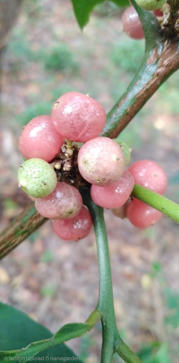 เขยตายแม่ยายชักปรก ขายเหง้าขุดสำหรับชำ | เมล็ดพันธุ์ดี เกษตรวิถีไทย - เมืองระยอง ระยอง