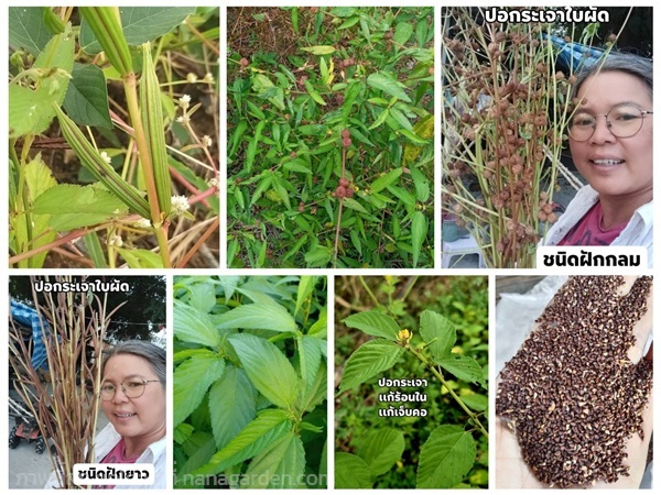 ปอกระเจาใบผัด  | เมล็ดพันธุ์ดี เกษตรวิถีไทย - เมืองระยอง ระยอง