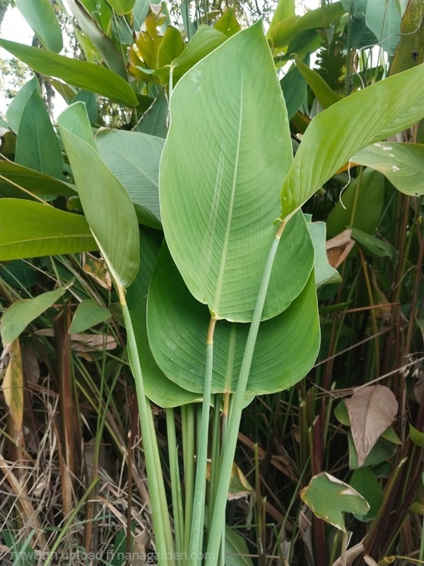 คล้าน้ำ ขายใบสดคล้าน้ำสำหรับห่อขนม | เมล็ดพันธุ์ดี เกษตรวิถีไทย - เมืองระยอง ระยอง
