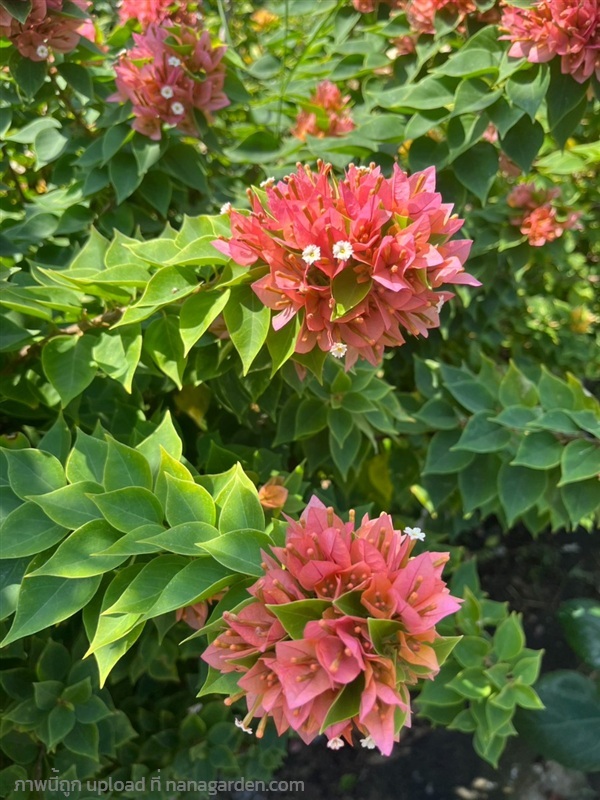 เฟื่องฟ้าสาวิตรี  กระถาง 8 นิ้ว | บริษัท การ์เด้น เซ็นเตอร์ จำกัด - สวนหลวง กรุงเทพมหานคร