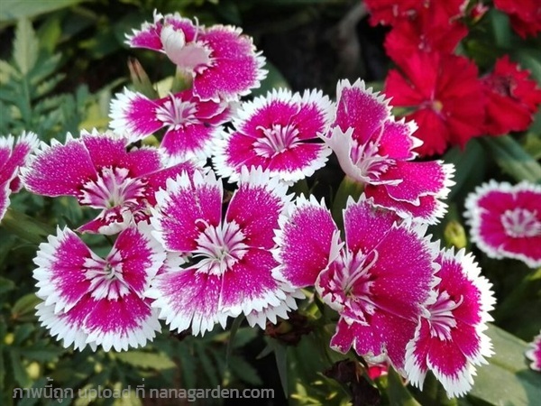 ต้นพันธุ์ ดอกผีเสื้อ ถุงดำพร้อมปลูก 29บาท | เจซีฟาร์ม - เวียงชัย เชียงราย