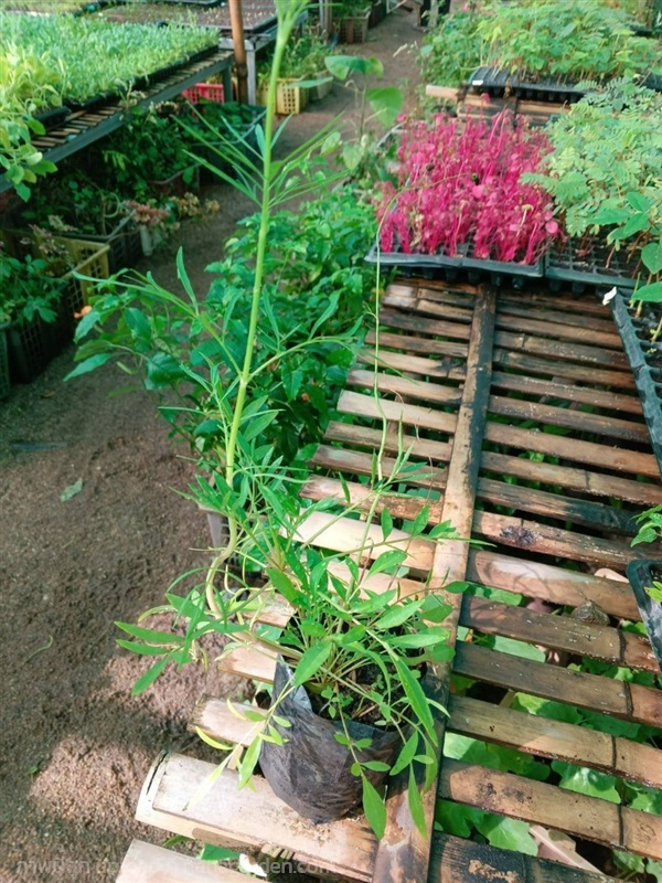 ต้นพันธุ์  ดอกตาเสือ ถุงดำพร้อมปลูก 29บาท Coreopsi | เจซีฟาร์ม - เวียงชัย เชียงราย