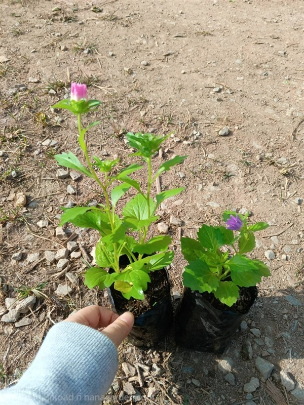 ต้นพันธุ์ แอสเตอร์ (Aster) ถุงดำพร้อมปลูก 29บาท    | เจซีฟาร์ม - เวียงชัย เชียงราย