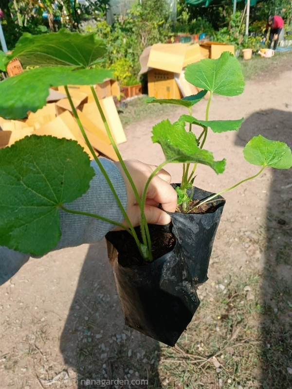 ต้นพันธุ์ ดอกฮอลลี่ฮ็อค Hollyhock ถุงดำพร้อมปลูก   | เจซีฟาร์ม - เวียงชัย เชียงราย