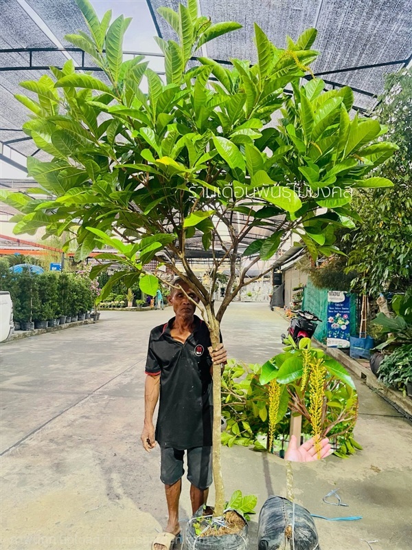 ต้นโซ่ทองคำ(สร้อยสุวรรณ) | เดือนพันธุ์ไม้มงคล - บางใหญ่ นนทบุรี