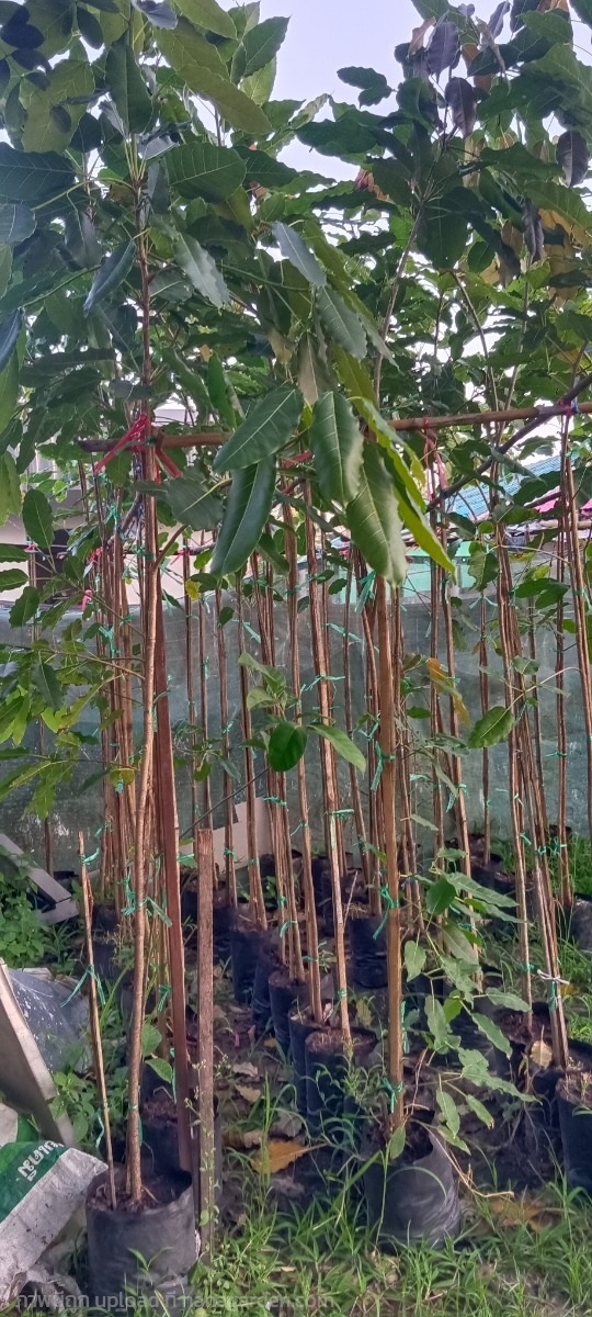 ต้นกร่างหรือต้นมหาโชค | สมบูรณ์จัดหาพันธ์ไม้ - หนองเสือ ปทุมธานี