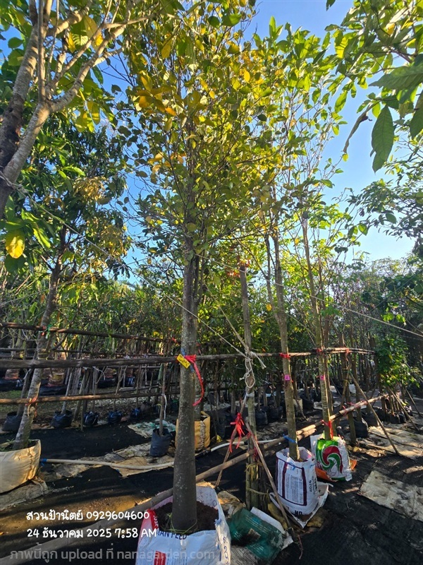 ขนุนแดงสุริยา6" | สวนป้านิตย์ ปราจีนบุรี - เมืองปราจีนบุรี ปราจีนบุรี