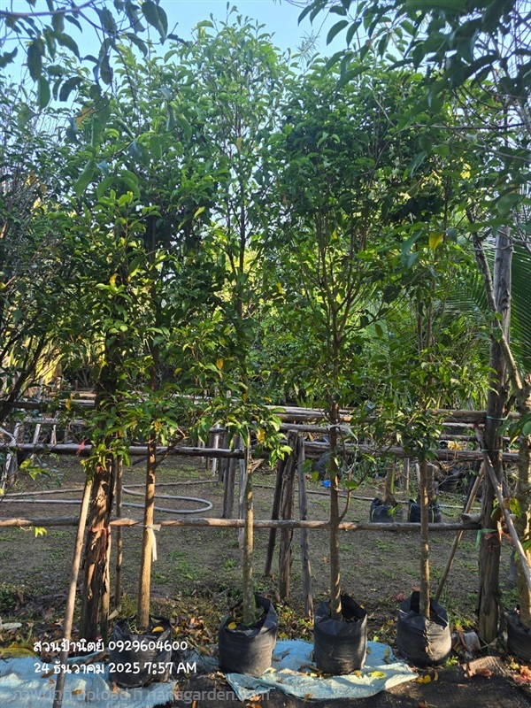 พิกุล2" | สวนป้านิตย์ ปราจีนบุรี - เมืองปราจีนบุรี ปราจีนบุรี