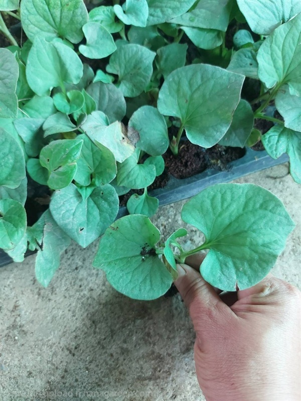  ต้นกล้า คาวตอง พลูคาว กล้าละ 10บาท ซื้อ 10แถม2  | เจซีฟาร์ม - เวียงชัย เชียงราย