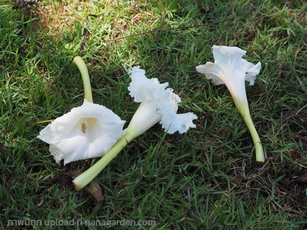 ต้นพันธุ์ แคนา พร้อมปลูกต้นละ 49 บาท  Trumpet Tree | เจซีฟาร์ม - เวียงชัย เชียงราย