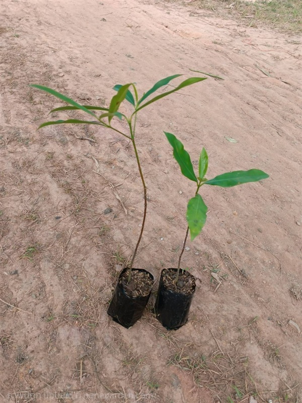 ต้นพันธุ์ ต้นมั่งมี พร้อมปลูกต้นละ 49 บาท  | เจซีฟาร์ม - เวียงชัย เชียงราย