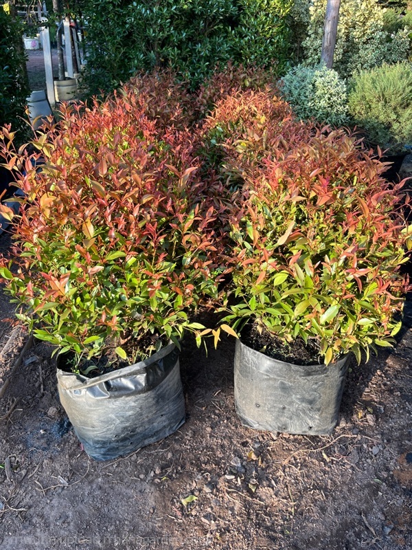 ต้นคริสติน่า | ณัฐพลพันธุ์ไม้ -  ปราจีนบุรี