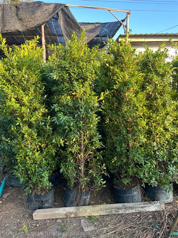 ต้นไทรเกาหลี | ณัฐพลพันธุ์ไม้ -  ปราจีนบุรี