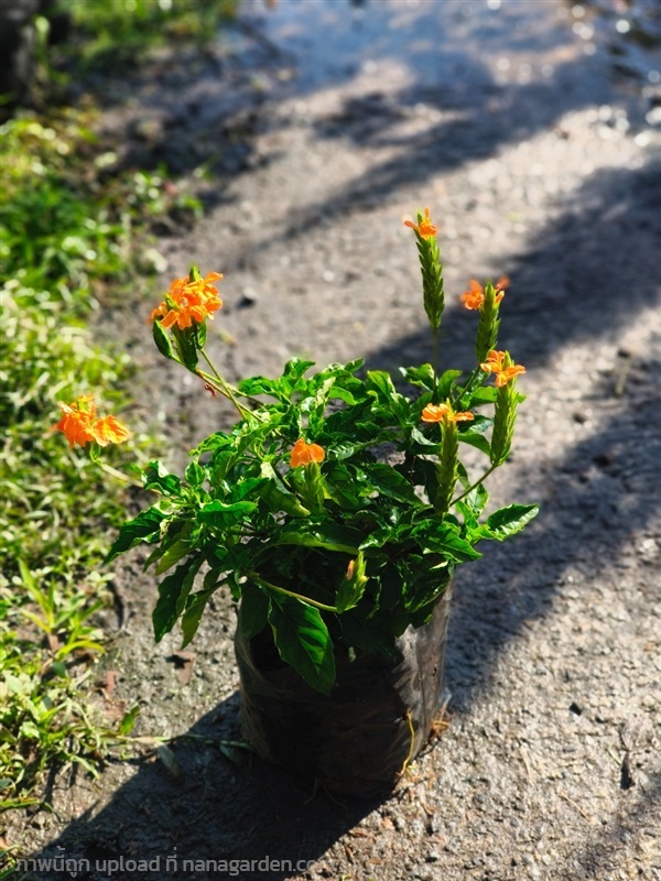 สังกรณีดอกสีส้ม | สวนสุชาติพันธุ์ไม้2คลอง15 - องครักษ์ นครนายก