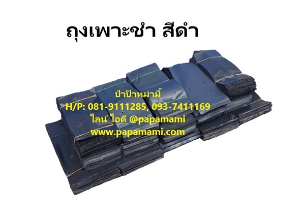ถุงเพาะชำ2x5 ถุงเพาะชำเพาะกล้าไม้, ถุงเพาะชำขายส่ง | บ้านป่าป๊า & หม่ามี๊ - บางบัวทอง นนทบุรี