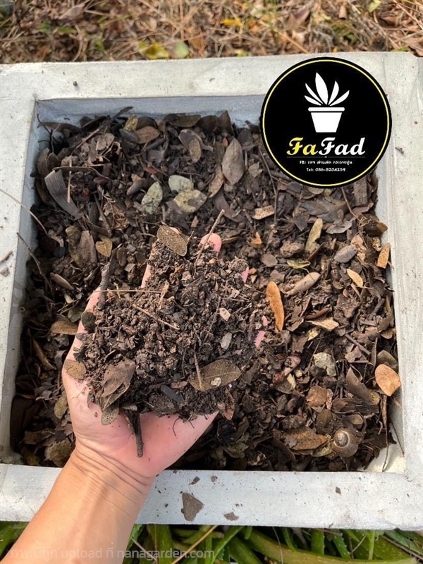 ดินใบก้ามปูหมัก | ฝาแฝด กระถางปูน - องครักษ์ นครนายก