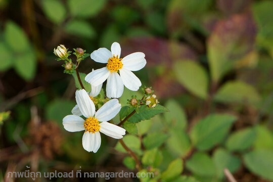 ต้นพันธุ์ ต้นปีนนกใส้ พร้อมปลูกในถุงดำ 29 บาท   | เจซีฟาร์ม - เวียงชัย เชียงราย