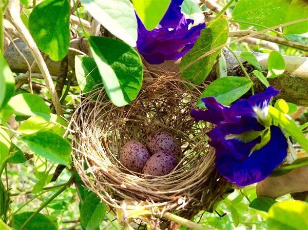 อัญชันแห้ง butterfly pea plants for sale