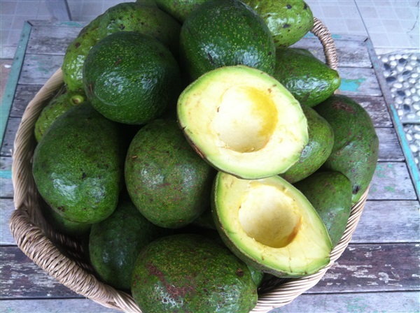 อะโวคาโด้ Avocado | ไม้ดอกออนไลน์ - บางใหญ่ นนทบุรี