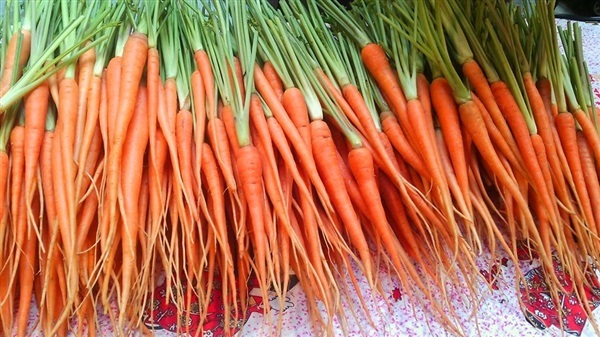เบบี้แครอท Baby Carrot | ไม้ดอกออนไลน์ - บางใหญ่ นนทบุรี